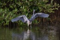 Great Blue Heron standing in wetland pond. Wings spread. Reflection on water Royalty Free Stock Photo