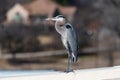 Blue Heron standing on roof with house and trees in background Royalty Free Stock Photo