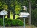 A Great Blue Heron Standing on a aWhite Wooden Birdhouse Royalty Free Stock Photo
