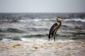 Great Blue Heron stands on the beach