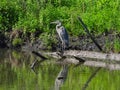 Great Blue Heron Stands on Dead Tree Trunk in Pond Royalty Free Stock Photo