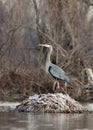 A Great Blue Heron stands on a frosted muskrat house