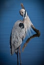 Great blue heron stands in shallow water while preening feathers Royalty Free Stock Photo