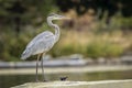 Great blue heron on dock. Royalty Free Stock Photo