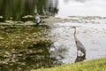 Great Blue Heron in a Pond, Orlando, Florida