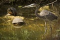 Great blue heron stands with two turtles in the Everglades. Royalty Free Stock Photo