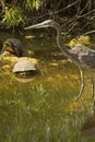 Great blue heron stands with two turtles in the Everglades. Royalty Free Stock Photo