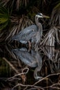 Great blue heron in water Royalty Free Stock Photo