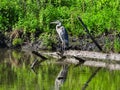 Great Blue Heron Stands at Water`s Edge: A great blue heron bird stands on a log on the water`s edge with reflection in the clea Royalty Free Stock Photo