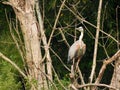 Great Blue Heron at Montezuma marsh shrub Royalty Free Stock Photo