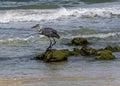 Great Blue Heron on a Coquina Rock on the Beach