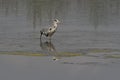 Great blue heron in a lake in Bourgoyen nature reserve, Ghent, Belgium Royalty Free Stock Photo