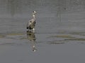 Great blue heron in a lake in Bourgoyen nature reserve, Ghent, Belgium Royalty Free Stock Photo