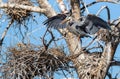 Great Blue Heron strikes beautiful pose while walking towards female in nest Royalty Free Stock Photo