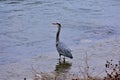 Great Blue Heron on Stones River, Nashville Tennessee 1 Royalty Free Stock Photo