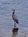 Great Blue Heron on Stones River, Nashville Tennessee 7 Royalty Free Stock Photo