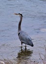 Great Blue Heron on Stones River, Nashville Tennessee 2 Royalty Free Stock Photo