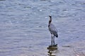 Great Blue Heron on Stones River, Nashville Tennessee 4 Royalty Free Stock Photo