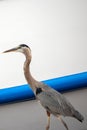 Great Blue Heron strolling on harbor dock in southern California USA Royalty Free Stock Photo