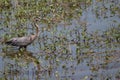 Great Blue Heron strolling in reeds Royalty Free Stock Photo