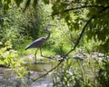 Great Blue Heron Strolling In The River Royalty Free Stock Photo