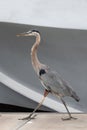 Great Blue Heron strutting on dock in Ventura Harbor Ventura California USA Royalty Free Stock Photo