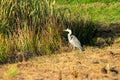 Great blue heron on a sunny morning at the water's edge. Reeds form the background. one animal, landscape