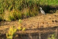 Great blue heron on a sunny morning at the water's edge. Reeds form the background. one animal, landscape