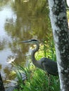 Great Blue Heron at sunrise