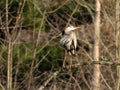 Great Blue Heron gazing at sunset