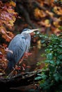 Great Blue Heron