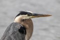 Great Blue Heron on the Susquehanna River in Havre de Grace Maryland Royalty Free Stock Photo