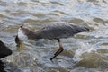 Great Blue Heron swallowing fish Royalty Free Stock Photo