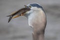 Great Blue Heron swallowing fish Royalty Free Stock Photo