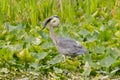 Great blue heron swallowing a fish Royalty Free Stock Photo