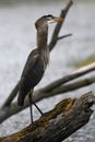 A Great Blue Heron Swallowing a Fish Royalty Free Stock Photo