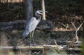 Great Blue Heron with open beak bill, Georgia USA Royalty Free Stock Photo