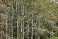 Great Blue Heron in swamp Royalty Free Stock Photo