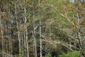 Great Blue Heron in swamp Royalty Free Stock Photo