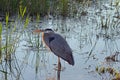 Great Blue Heron in a Swamp Royalty Free Stock Photo