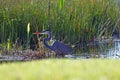 Great Blue Heron in a Swamp Royalty Free Stock Photo