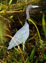 Great Blue Heron In The Swamps Of The Everglades National Park Florida Royalty Free Stock Photo