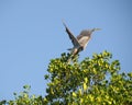 Great Blue Heron Takes Flight Royalty Free Stock Photo