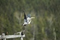 A Great Blue Heron takes flight