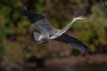Great blue heron takes flight over rookery