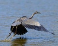 Great Blue Heron takes off in flight