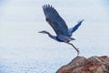 Great Blue Heron takes off from a rock and shows its beautiful wings