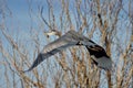 Great blue heron takes off through the trees with a squawk