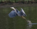 Great Blue Heron taking flight Royalty Free Stock Photo