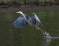 Great Blue Heron taking flight